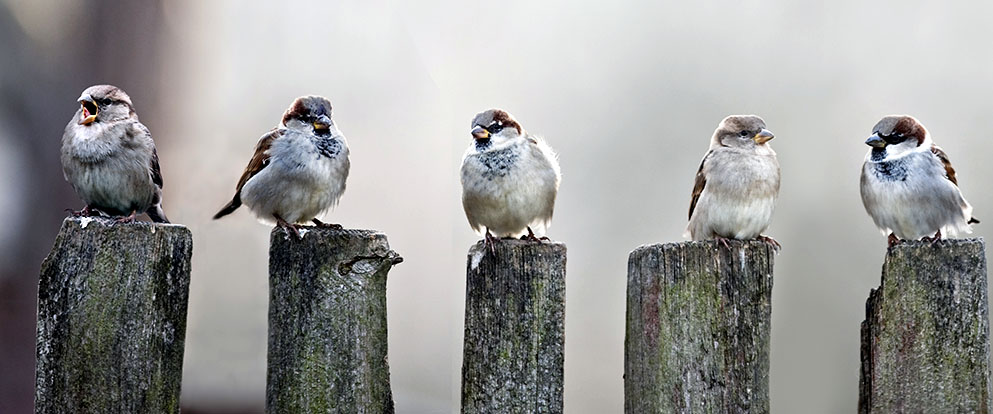 a row of house sparrows