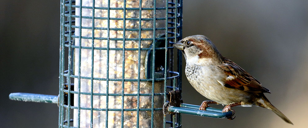 house sparrow eating at a suet bird feeder