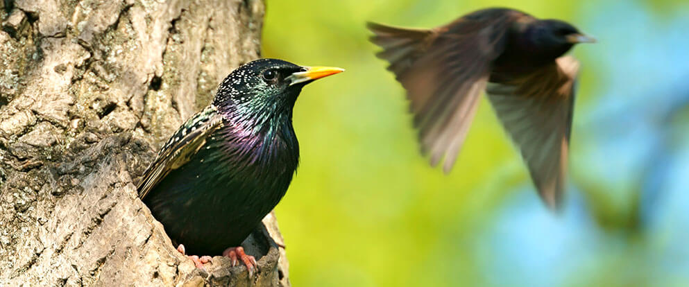 European Starling