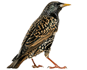 European Starling