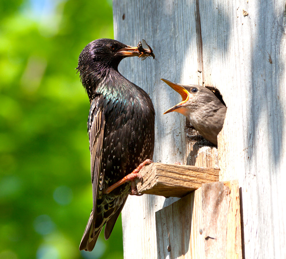 starling feeding its baby bird