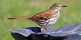 Brown Thrasher photo