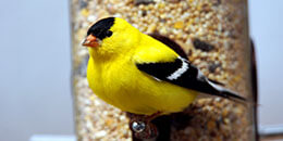 American Goldfinch photo