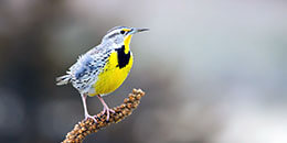 Western Meadowlark photo