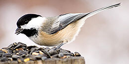 Black-capped Chickadee photo
