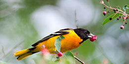 Baltimore Oriole photo