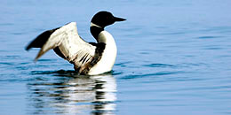 Common Loon photo