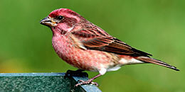 Purple Finch photo