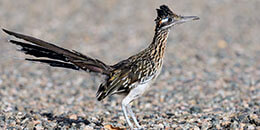 Roadrunner photo
