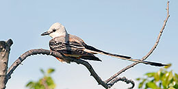 Scissor-tailed Flycatcher photo