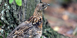 Ruffed Grouse photo