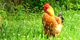 Rhode Island Red photo