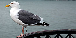 Common American Gull photo
