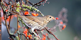 Hermit Thrush photo