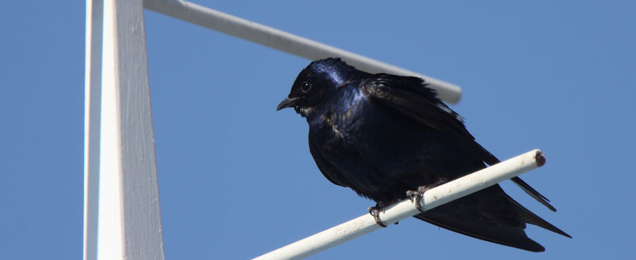 purple martin bird on bird house