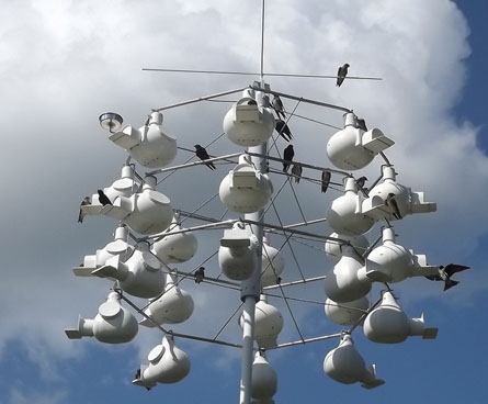 grourds that purple martins live in