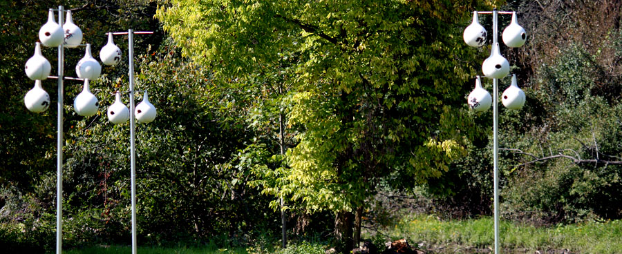 purple martin bird nesting area