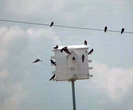 a busy purple martin colony