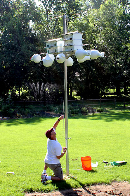 mounting a purple martin house and gourds
