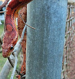 snake climbing fence to get to birds