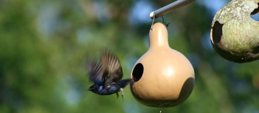 purple martin bird flying out of a gourd