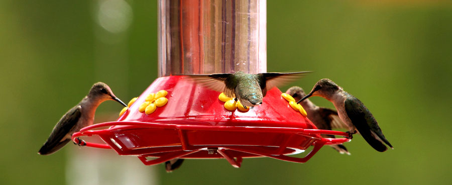 Close up of several hummingbirds eating at a hummingbird feeder