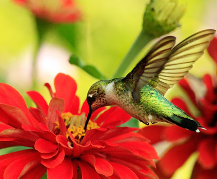 Hummingbird eating at a bright red flower