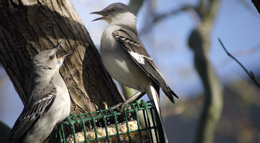 Suet bird feeder with birds on top