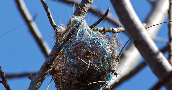 Bird nest in a tree