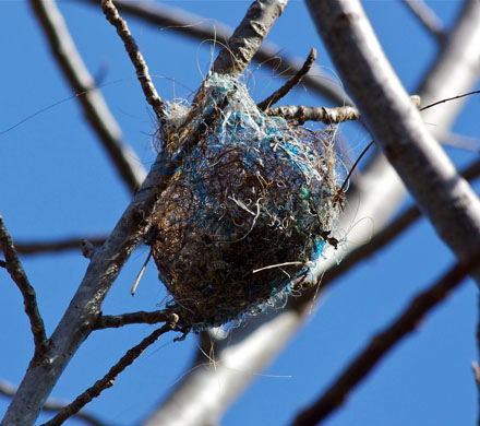 Helping birds with nest building