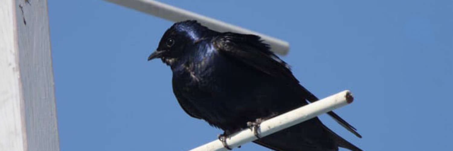 Creating a purple martin community