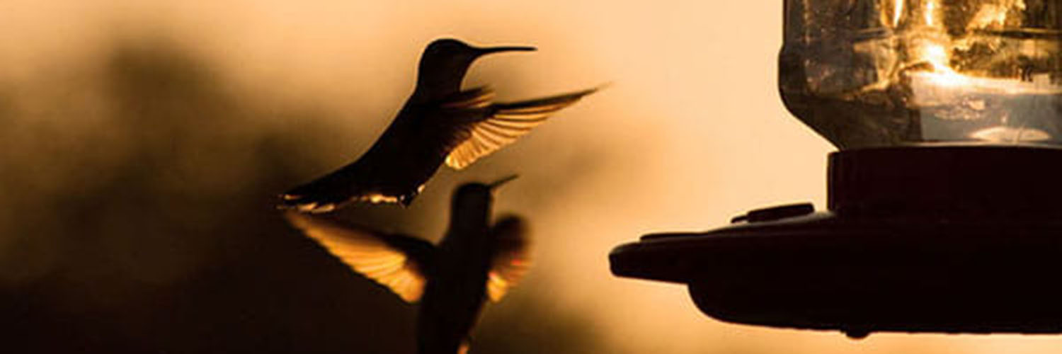 How to attract hummingbirds