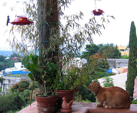 Cat stalking hummingbirds