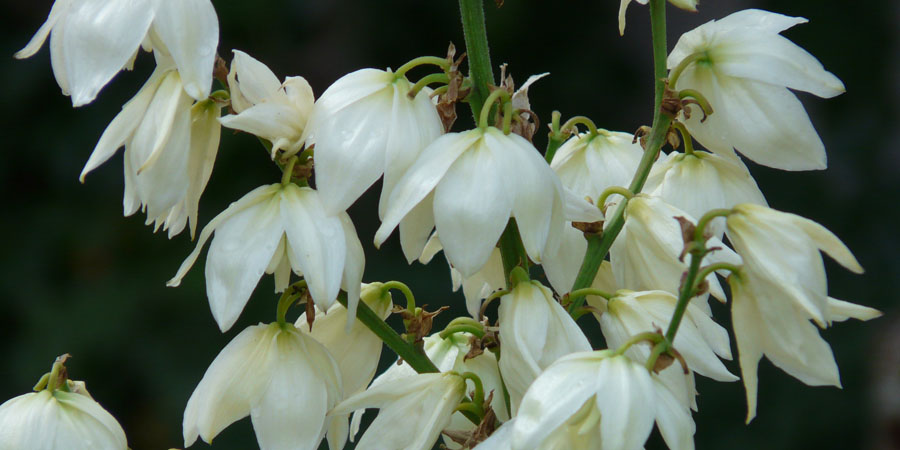 yucca plants with bright flowers