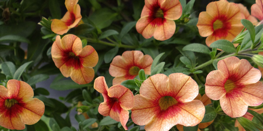 Annual flowers that will attract hummingbirds