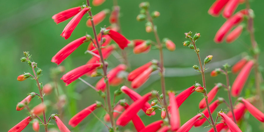 Penstemons are the perfect shape for hummingbirds to feed