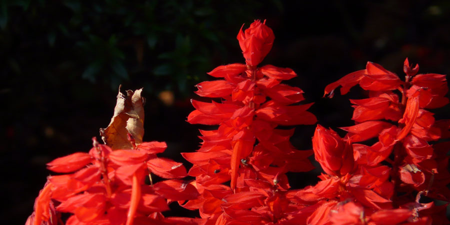 red salvia plants can even bloom more than once a year