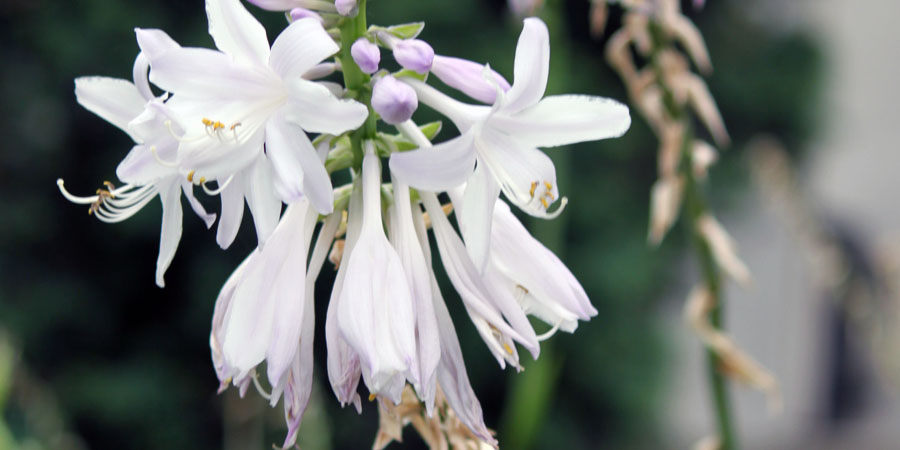 hostas grow in shade and can pull hummingbirds in with their flowers