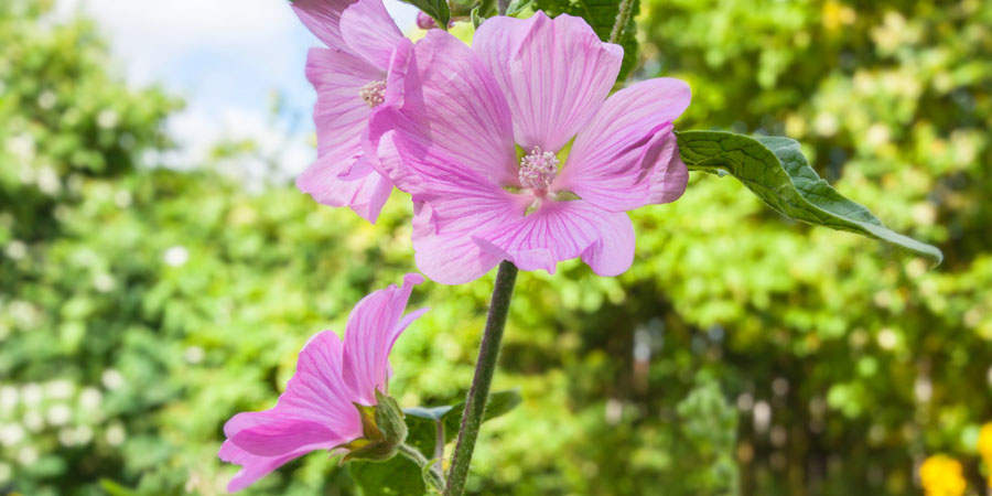 tall hollyhock flowers