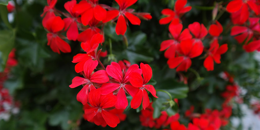 colorful geranium flowers to attract hummingbirds
