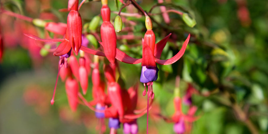 Fuschia flowers for hummingbirds to feed from