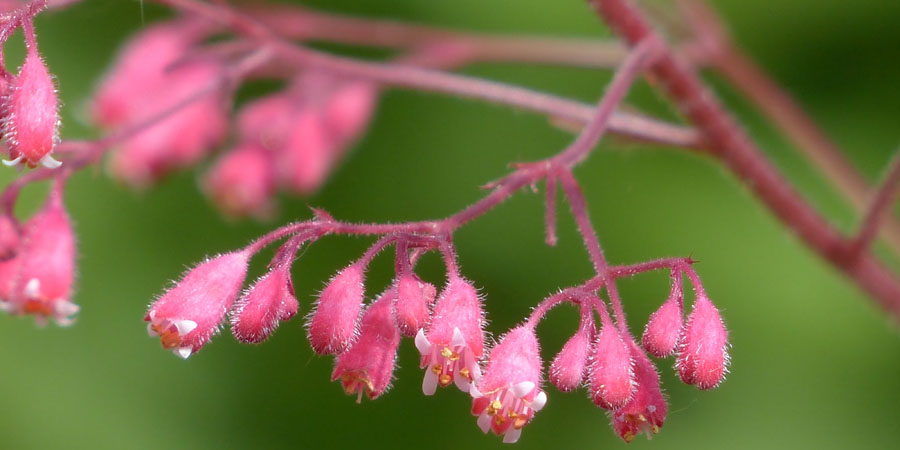 Pink coral bell flowers