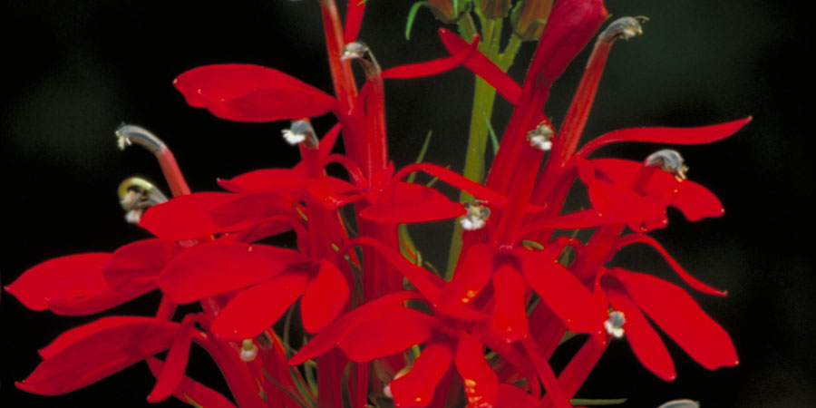 Bright red cardinal flowers attract hummingbirds