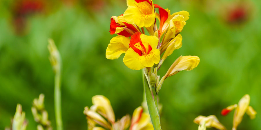 Beautiful and colorful canna lillies