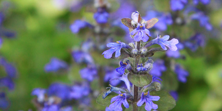 Purple bugle weed