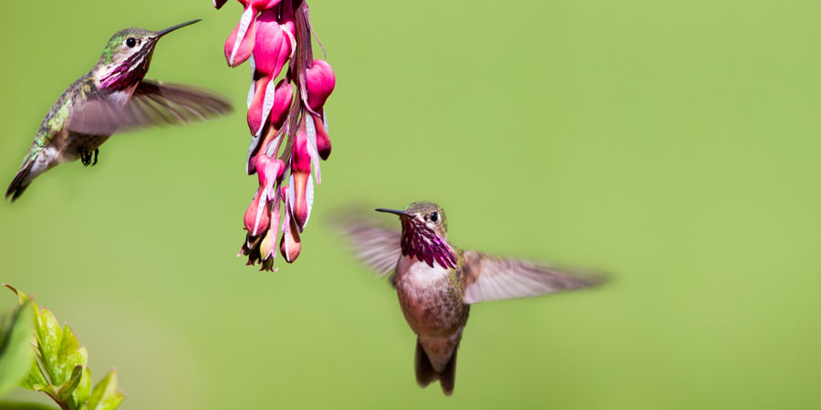 Hummingbirds eating at a bleeding heart flower