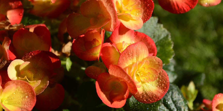 Colorful orange begonia flowers