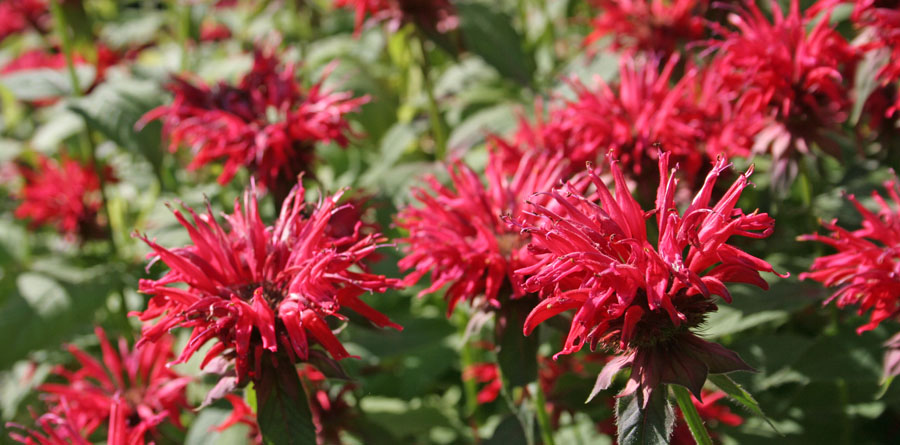 Bee balm (aka monarda) the flower that attracts hummingbirds