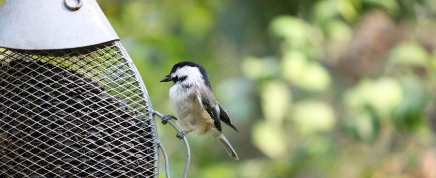 cute chickadee eating sunflower seed
