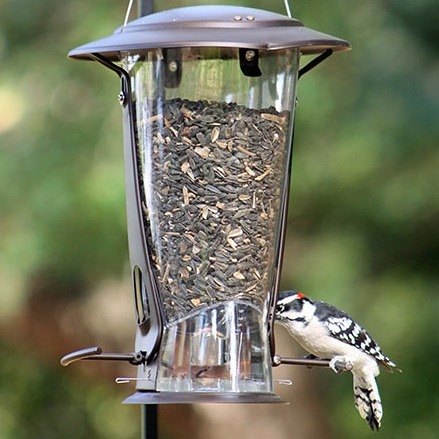 woodpecker eating sunflower seeds